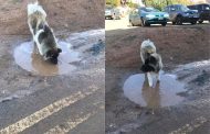SOS - Πάφος: Σκυλάκι περιφέρεται στους δρόμους με φίμωτρο - ΦΩΤΟ
