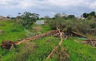Πάφος: «Κατακρεούργησαν» δέντρα σε χωριό της Επαρχίας Πάφου