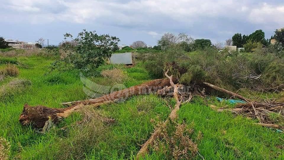 Πάφος: «Κατακρεούργησαν» δέντρα σε χωριό της Επαρχίας Πάφου