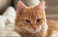 Αυξάνεται ο προϋπολογισμός του Παγκύπριου Σχεδίου Στειρώσεων αδέσποτων γάτων