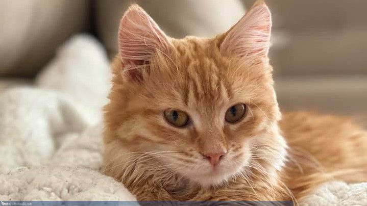 Αυξάνεται ο προϋπολογισμός του Παγκύπριου Σχεδίου Στειρώσεων αδέσποτων γάτων