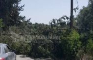 Κισσόνεργα: Οι σφοδροί  άνεμοι απέκοψαν δέντρα και καλώδια της ΑΗΚ (φώτος)