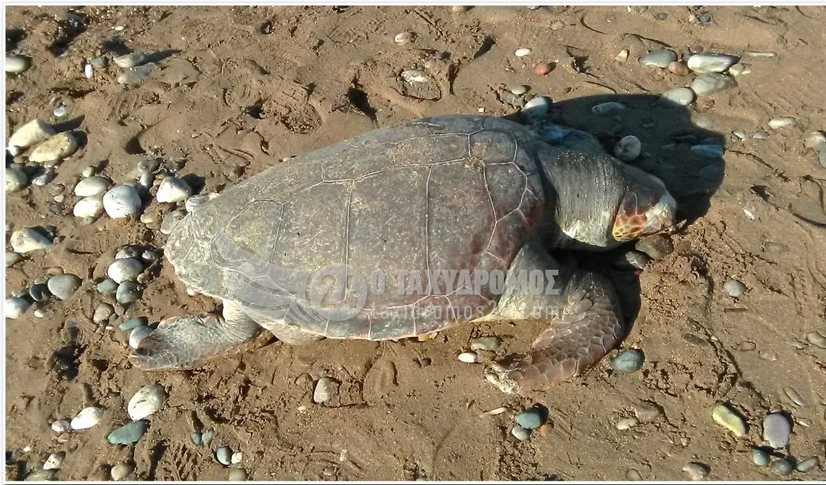 Πάφος: Πολίτες διέσωσαν νεαρή χελώνα από απορρίμματα στη θάλασσα (βίντεο)