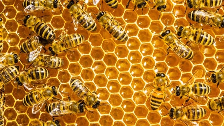 Τμ. Γεωργίας: Οδηγίες για προστασία των μελισσιών από τις πυρκαγιές