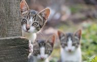 Για τέταρτη χρονιά σε ισχύ το Παγκύπριο Σχέδιο Στειρώσεων αδέσποτων γάτων – Φώτο