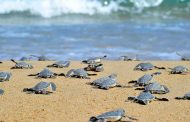 Προσοχή!-Τμ. Αλιείας: Οδηγίες για προστασία των θαλασσίων χελώνων στην Κύπρο