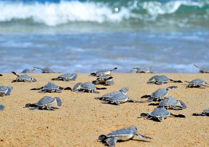 Tηλεοπτικό σποτ για τις θαλάσσιες χελώνες που φιλοξενούνται στις κυπριακές θάλασσες-Βίντεο