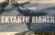 ΕΚΤΑΚΤΟ - Πάφος: Φίδι δάγκωσε γυναίκα