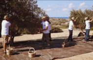 Cap St. George Resort: Μάζεμα ελιών και παραγωγή λαδιού με τον παραδοσιακό τρόπο – Φώτο, Βίντεο