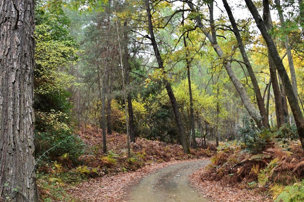 Τμήμα Δασών: Προτροπές προς τους επισκέπτες στα δάση της Κύπρου