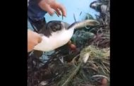 Πολη Χρυσοχούς: Απελευθέρωσαν χελώνα από δίκτυα οι επαγγελματίες οι ψαράδες (βίντεο)