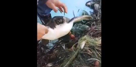 Πολη Χρυσοχούς: Απελευθέρωσαν χελώνα από δίκτυα οι επαγγελματίες οι ψαράδες (βίντεο)