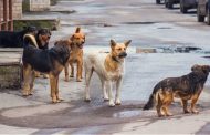 Κάτοικοι και κοινοτική αρχή Κ. Πάφου διαμαρτύρονται για ανεπιτήρητους σκύλους