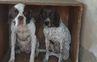 Πάφος: Χάθηκαν σκυλάκια – Μπορείτε να βοηθήσετε;