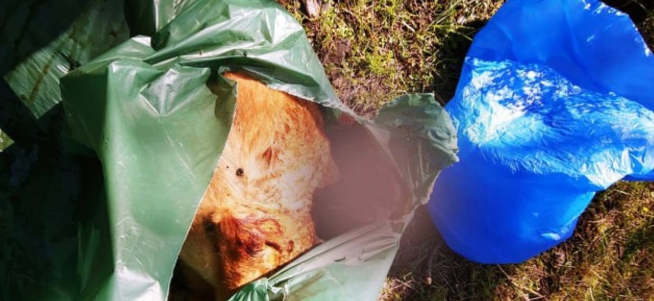 Ομαδικός τάφος σκύλων στη Λευκωσία-«Κακοποιήθηκαν πριν»