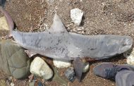 Καρχαρίας ξεβράστηκε στις ακτές της Πάφου - Φώτο