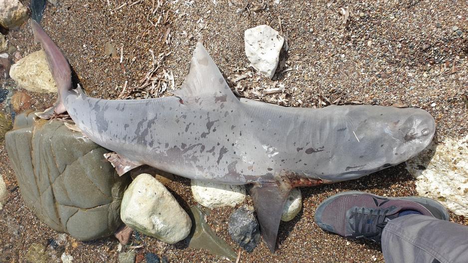 Καρχαρίας ξεβράστηκε στις ακτές της Πάφου - Φώτο