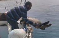 Βαγγέλης Αθανασίου (ΠΑΠΗΣ): Διέσωσε χελώνα από πνιγμό (βίντεο)