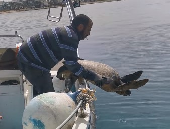 Βαγγέλης Αθανασίου (ΠΑΠΗΣ): Διέσωσε χελώνα από πνιγμό (βίντεο)