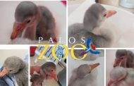 PAFOS ZOO: Τα πρώτα γεννητούρια απο flamingo