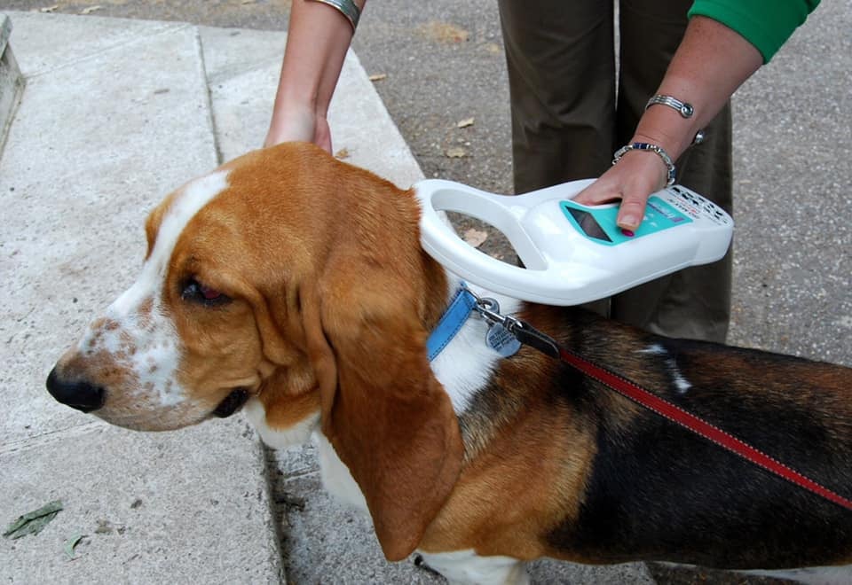 Κ.Ε.Κ.Κ: Καλούν ιδιοκτήτες σκυλιών στην Πάφο σε σήμανση με μικροτσίπ