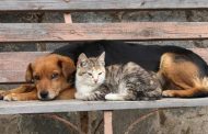 Παγκύπριος Κτηνιατρικός Σύλλογος: Δωρεάν περίθαλψη σε ζώα από πυρόπληκτες περιοχές