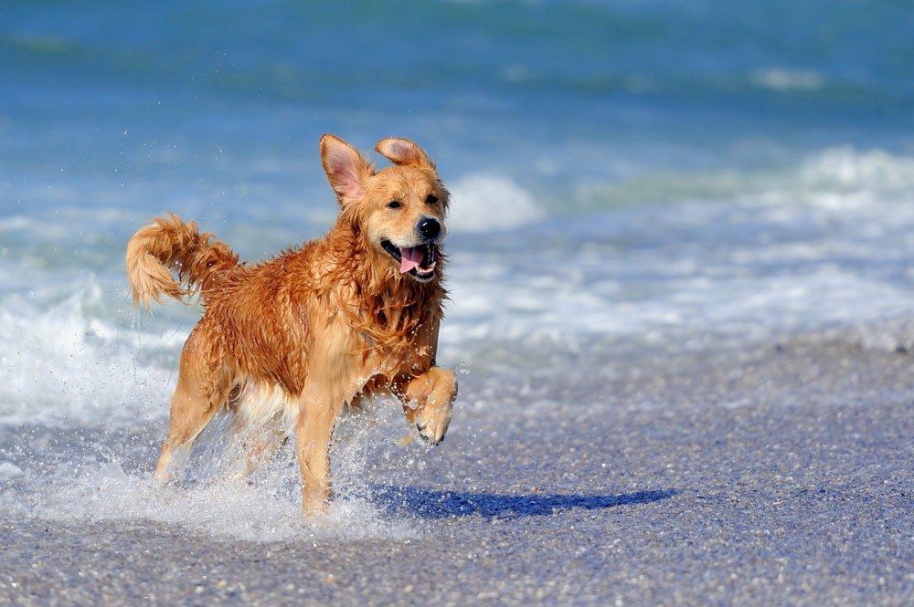 Οι παραλίες σκύλων στην Κύπρο