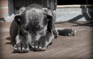 Πάφος-Κακοποίηση ζώου: Άφησε τον σκύλο της εκτεθειμένο στον ήλιο χωρίς νερό και φαΐ