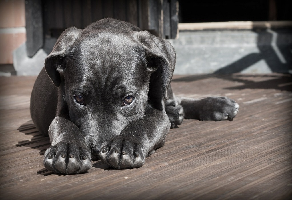 Πάφος-Κακοποίηση ζώου: Άφησε τον σκύλο της εκτεθειμένο στον ήλιο χωρίς νερό και φαΐ