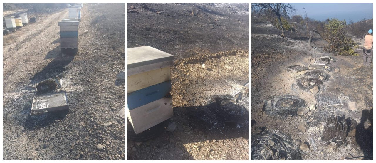 Απόγνωση μελισσοκόμου μετά την καταστροφή που υπέστη το μελισσοκομείο του από τις φωτιές