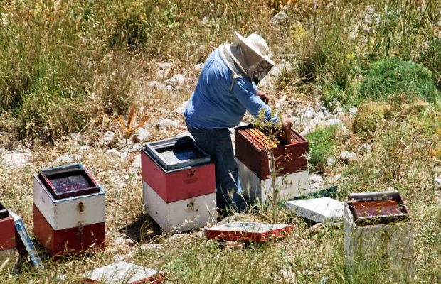 ΚΟΑΠ: Ολοκληρώθηκε η οικονομική στήριξη των μελισσοκόμων