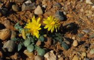 Το φυτό του Νοέμβρη: Ταράξακον, το πικρό βότανο - Φώτο