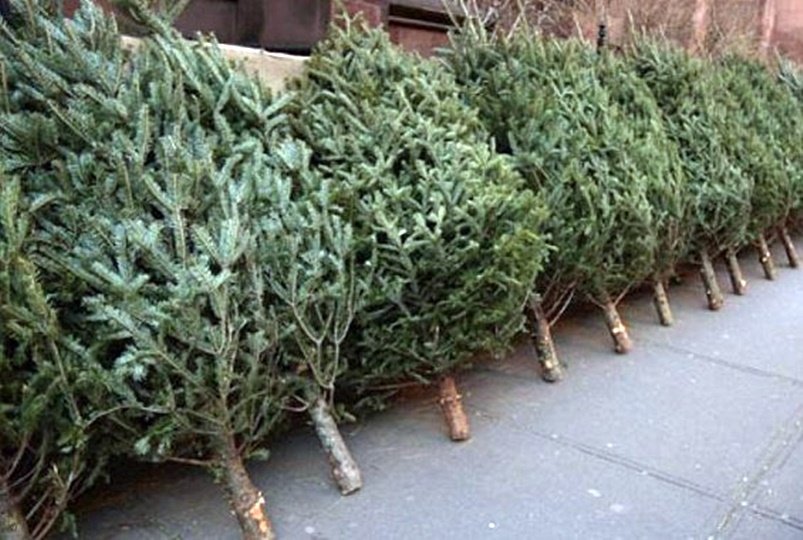 Τμήμα Δασών: Πώληση Χριστουγεννιάτικων Δέντρων