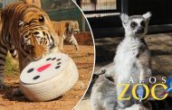 Πάφος: Στο «ψυγείο» τα ζωάκια του Pafos Zoo