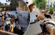 Έκκληση για στήριξη από καταφύγιο ζώων στην Πάφο