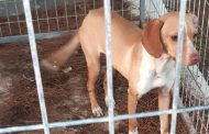 Πάφος – Στενή: Χάθηκαν σκυλάκια… θερμή παράκληση για εντοπισμό των ιδιοκτητών τους