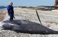 Πάφος: Νεκρό δελφίνι εντοπίστηκε στην παραλία Μαντριών – Φώτο