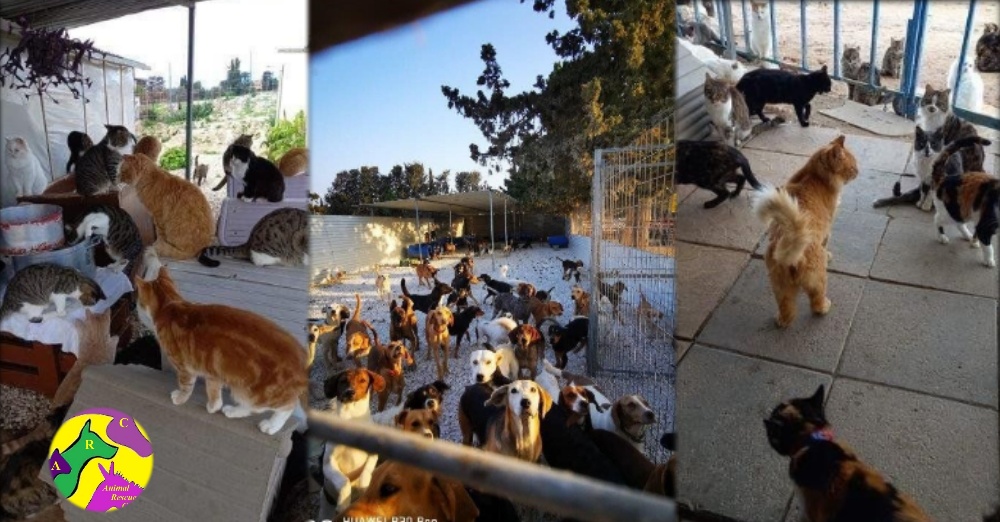 Πάφος: SOS από το Καταφύγιο ζώων Animal Rescue Cyprus Έκκληση για στήριξη του