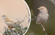 Νέο είδος πουλιού για την Κύπρο, εντοπίστηκε στο Ακρωτήρι