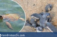 Πάφος: Πέραν των 2.000 φωλιών θαλάσσιων χελωνών το 2021