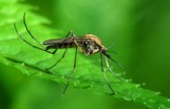 Υπουργείο Υγείας: Εντοπίστηκαν επικίνδυνα κουνούπια στην Κύπρο-Τι πρέπει να προσέξετε