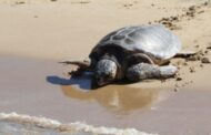 Τμήμα Αλιείας: Πίσω στο φυσικό τους περιβάλλον δύο χελώνες μετά από θεραπεία