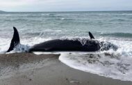 Σπάνιο φαινόμενο: Φάλαινα «ζιφιος» εκβράστηκε σε παραλία της Αργάκας