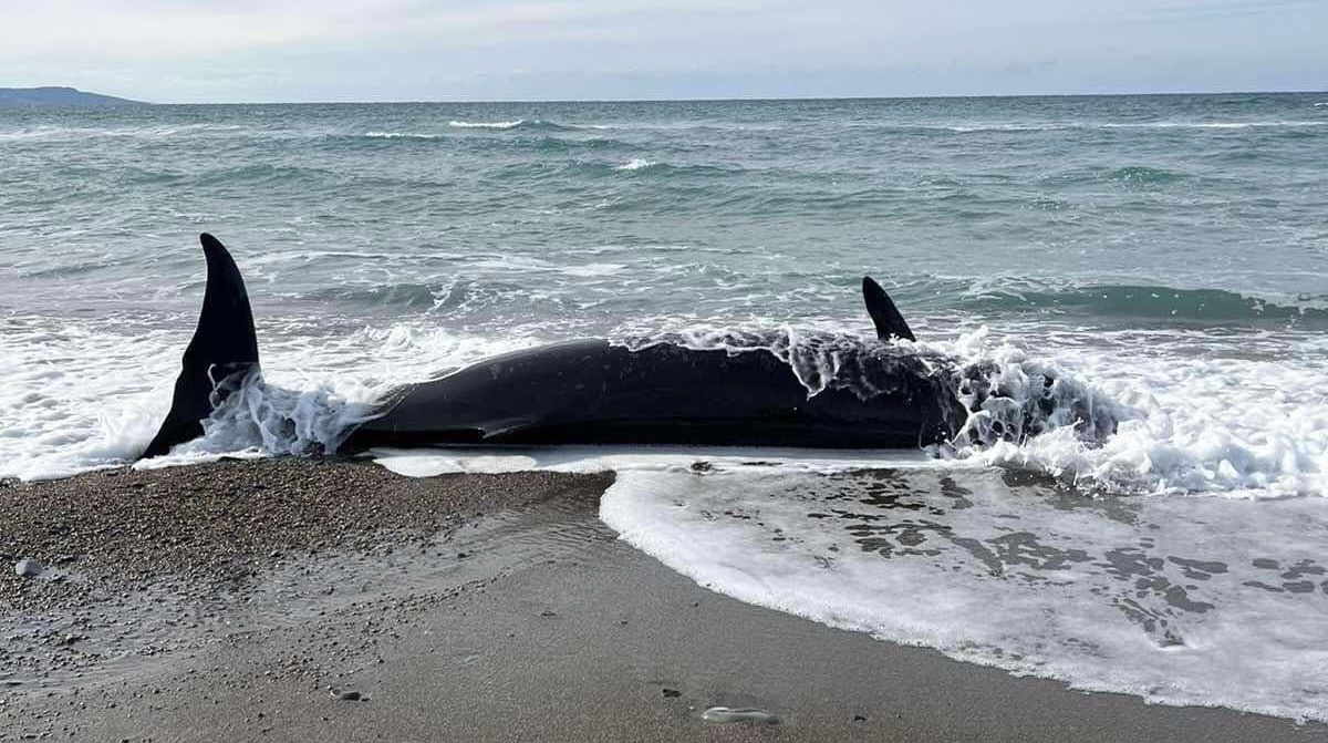 Σπάνιο φαινόμενο: Φάλαινα «ζιφιος» εκβράστηκε σε παραλία της Αργάκας