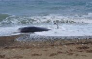 Εκβράστηκαν και άλλα φαλαινοειδή νεκρά στην παραλία της Αργάκας (ΦΩΤΟ)