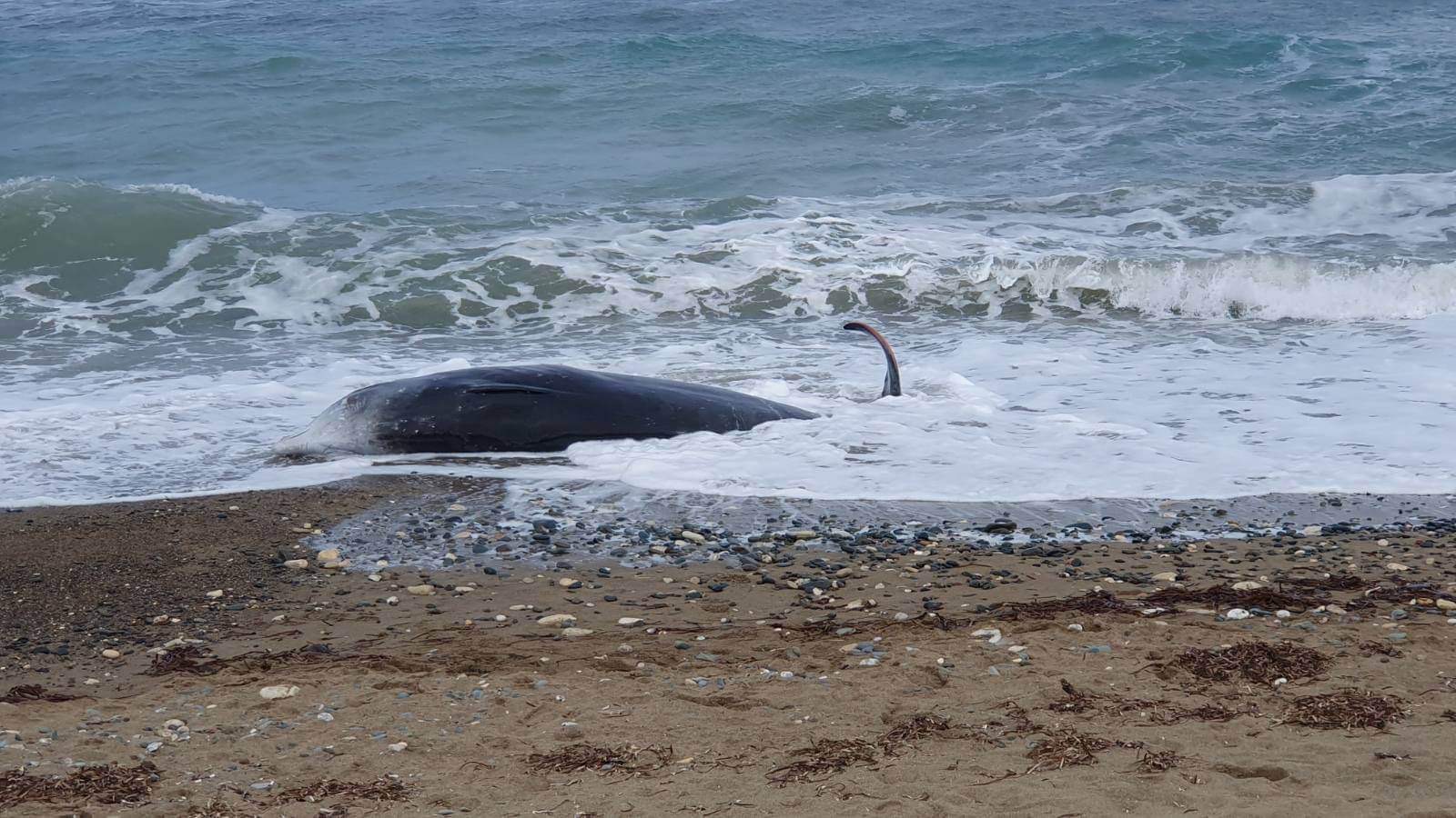 Εκβράστηκαν και άλλα φαλαινοειδή νεκρά στην παραλία της Αργάκας (ΦΩΤΟ)