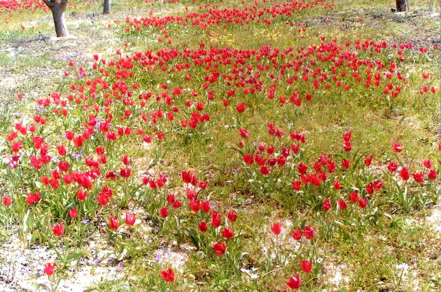 Έρχεται η γιορτή της Τουλίπας στο Πολέμι