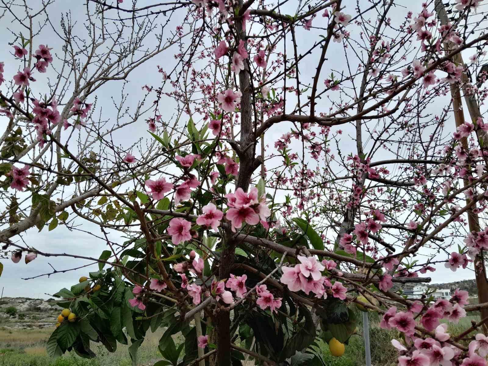 Υπέροχες εικόνες από τα ανθισμένα λουλούδια στην «ανοιξιάτικη» Πάφο