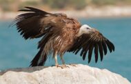 Απελευθέρωση δεύτερης παρτίδας γυπών στη φύση από πρόγραμμα «Ζωή με τους Γύπες»