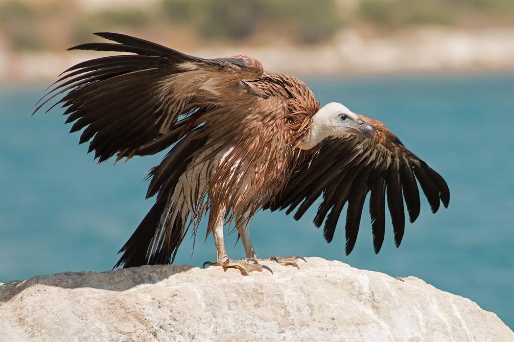 Έφθασαν στην Κύπρο 14 γύπες, που θα ενισχύσουν τον τοπικό πληθυσμό